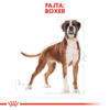 Kép 3/7 - ROYAL CANIN BOXER ADULT - Boxer felnőtt kutya száraz táp 12 kg