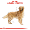 Kép 2/7 - ROYAL CANIN GOLDEN RETRIeVER ADULT - Golden Retriever felnőtt kutya száraz táp 12 kg