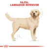 Kép 3/8 - ROYAL CANIN LABRADOR ADULT - Labrador Retriever felnőtt kutya száraz táp 12 kg