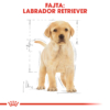 Kép 6/9 - ROYAL CANIN LABRADOR JUNIOR - Labrador Retriever kölyök kutya száraz táp 12 kg