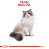 Kép 2/7 - ROYAL CANIN RAGDOLL ADULT - Ragdoll felnőtt macska száraz táp 10 kg