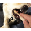 Kép 4/5 - Zooro - Zero Waste fogkefe kutyáknak, 100% komposztálható