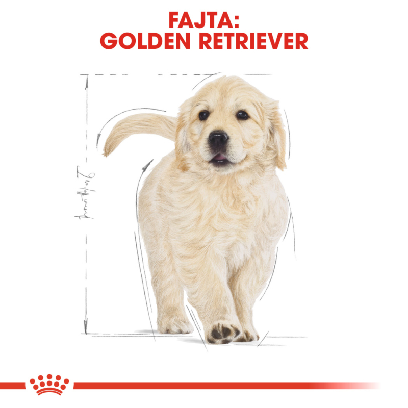 ROYAL CANIN GOLDEN RETRIEVER PUPPY - Golden Retriever klyök kutya száraz táp 12 kg