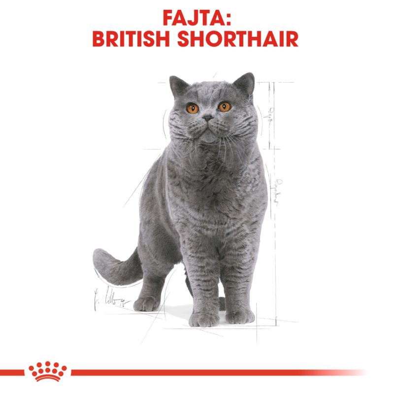 ROYAL CANIN BRITISH SHORTHAIR ADULT - Brit rövidszőrű felnőtt macska száraz táp 10 kg